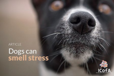 Psi mohou z lidí cítit stres