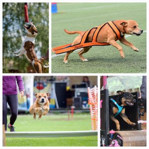Bull sporty a agility