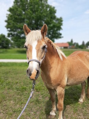 První PADA certifikovaný kůň v ČR