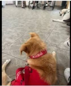 Konference - zvířecí terapie