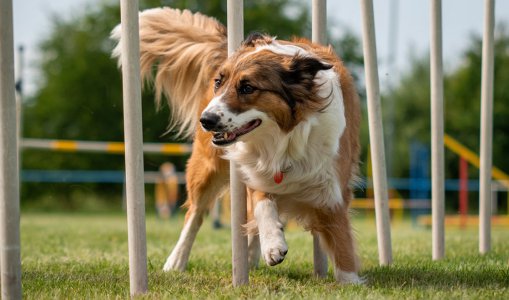 Prázdninové agility